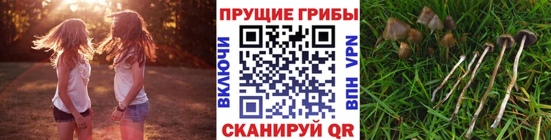 Купить закладки  Кодинск  Псилоцибиновые грибы MAGIC MUSHROOMS 